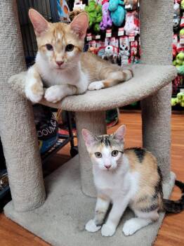 Hayes bonded with Hailey -  Tabby Cat for Adoption in Hamilton, Ontario - Hayes Bonded With Hailey | PetCurious