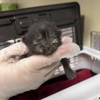 High Five -  Domestic Short Hair Cat for Adoption in Asheville, North Carolina - High Five | PetCurious