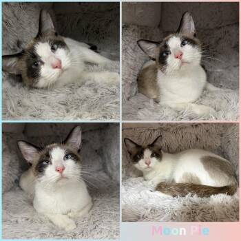 Moon Pie -  Siamese and Snowshoe Cat for Adoption in Windy Hills, Kentucky - Moon Pie | PetCurious