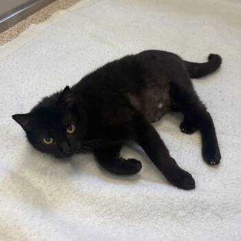 Merida -  Domestic Short Hair Cat for Adoption in Kearney, Nebraska - Merida | PetCurious