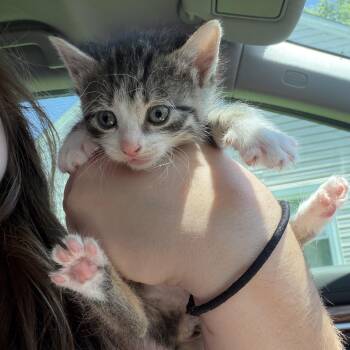 Ophelia -  Tabby Cat for Adoption in Buffalo, New York - Ophelia | PetCurious