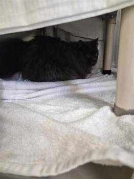 Fahd -  Domestic Short Hair Cat for Adoption in Montreal, Quebec - Fahd | PetCurious