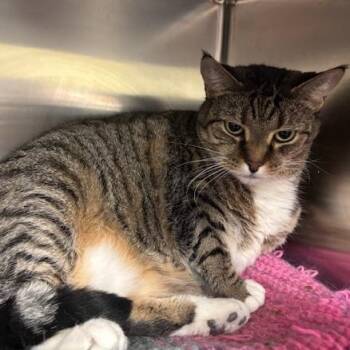 Rescue Domestic Short Hair Cats for Adoption in Braintree, Massachusetts - Sasha | PetCurious