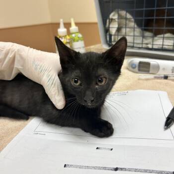 Trousers -  Domestic Long Hair Cat for Adoption in Reno, Nevada - Trousers | PetCurious