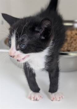 Rescue Domestic Short Hair Cats for Adoption in Ontario, California - NEEDS A FOSTER | PetCurious