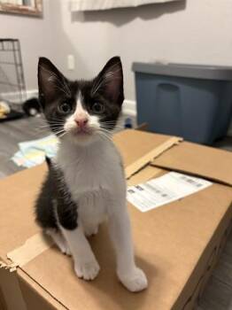 Domestic Short Hair Cats Available for Adoption in Orlando, Florida - FRISKY | PetCurious