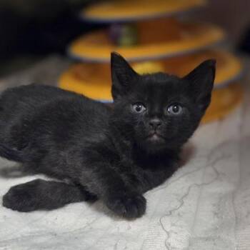 West -  Domestic Short Hair Cat for Adoption in Westland, Michigan - West | PetCurious