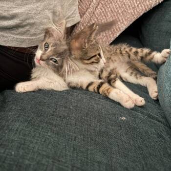 Le Timothee 17 -  Domestic Short Hair Cat for Adoption in Austin, Texas - Le Timothee 17 | PetCurious
