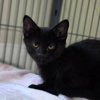 Macaron -  Domestic Short Hair Cat for Adoption in Muncie, Indiana - Macaron | PetCurious