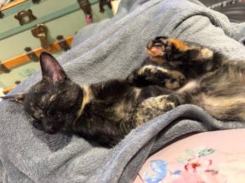 Winona -  Domestic Short Hair Cat for Adoption in Arthur, Ontario - Winona | PetCurious