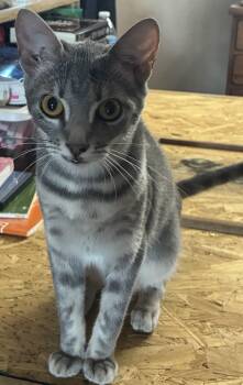 Genevieve -  Domestic Short Hair Cat for Adoption in Mount Pleasant, Texas - Genevieve | PetCurious