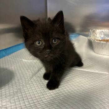 Nine -  Domestic Short Hair Cat for Adoption in Greensboro, North Carolina - Nine | PetCurious