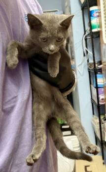 MIA- Albus -  Domestic Short Hair Cat for Adoption in Chamblee, Georgia - MIA- Albus | PetCurious