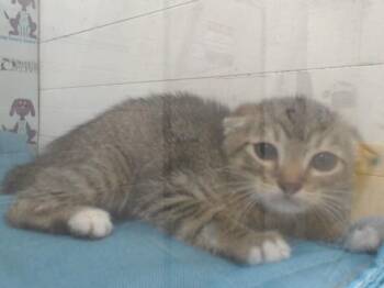 FRONTIER -  Domestic Short Hair Cat for Adoption in Orlando, Florida - FRONTIER | PetCurious