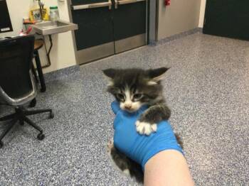 Domestic Short Hair Cats Available for Adoption in Thousand Palms, California - A1912874 | PetCurious