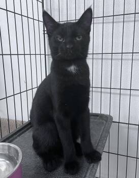 Leo -  Domestic Short Hair Cat for Adoption in Youngstown, Ohio - Leo | PetCurious