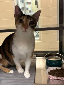 Elsa A219738 -  Calico Cat for Adoption in Plano, Texas - Elsa A219738 | PetCurious