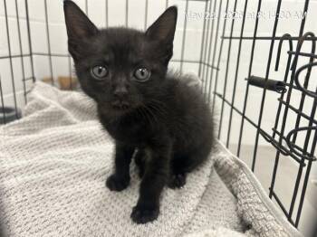KEIRA -  Domestic Short Hair Cat for Adoption in Ocala, Florida - KEIRA | PetCurious