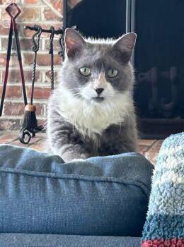 Rescue Domestic Medium Hair Cats for Adoption in Beaufort, South Carolina - Audrey | PetCurious