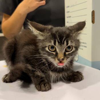 Grinch -  Domestic Short Hair Cat for Adoption in Tampa, Florida - Grinch | PetCurious