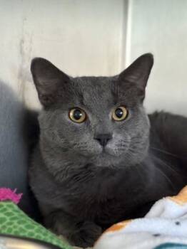 Rescue Domestic Short Hair Cats for Adoption in Winchester, Virginia - Spongy | PetCurious