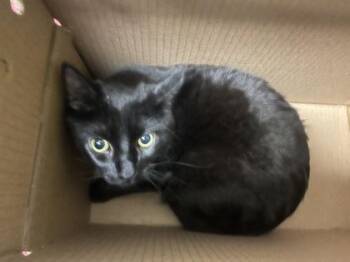 Domestic Short Hair Cats Available for Adoption in Wichita, Kansas - Daemon | PetCurious