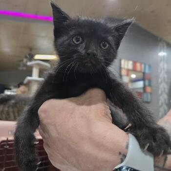 Maela -  Domestic Short Hair Cat for Adoption in Sioux Falls, South Dakota - Maela | PetCurious