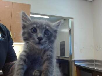 LARK -  Domestic Medium Hair Cat for Adoption in Sacramento, California - LARK | PetCurious