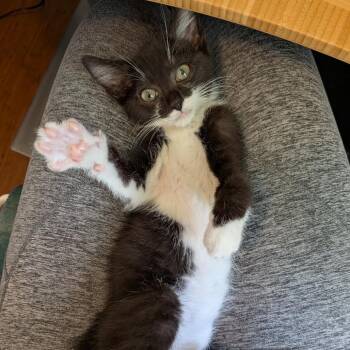 Bailey -  Domestic Short Hair Cat for Adoption in Lexington, Kentucky - Bailey | PetCurious
