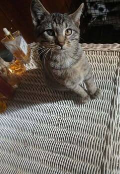 Rescue Domestic Short Hair Cats for Adoption in Clymer, Pennsylvania - Claude | PetCurious