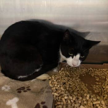 Rescue Domestic Short Hair Cats for Adoption in Fairfax Station, Virginia - Coffee | PetCurious