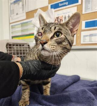 Domestic Short Hair Cats Available for Adoption - BENITO | PetCurious