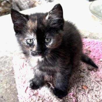 Nutty Siblings - Hazelnut -  Domestic Short Hair Cat for Adoption in Washington, District Of Columbia - Nutty Siblings - Hazelnut | PetCurious
