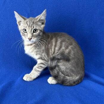 Shark Boy -  Domestic Short Hair Cat for Adoption in Valdosta, Georgia - Shark Boy | PetCurious