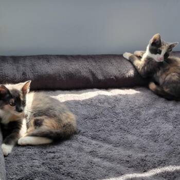 Domestic Short Hair Cats Available for Adoption in Bel Air, Maryland - Clover | PetCurious