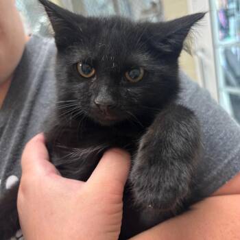 Mateo -  Domestic Short Hair Cat for Adoption in Evansville, Indiana - Mateo | PetCurious