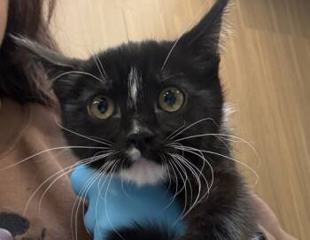 Rescue Domestic Short Hair Cats for Adoption in Troutdale, Oregon - Jitterbug (mcas) | PetCurious