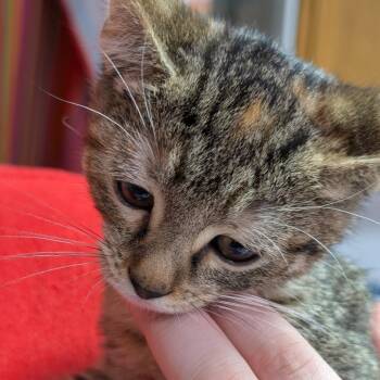 Domestic Short Hair Cats Available for Adoption - Fancy | PetCurious