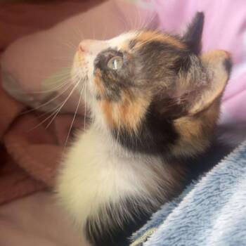 Margarita -  Domestic Short Hair Cat for Adoption in North Port, Florida - Margarita | PetCurious
