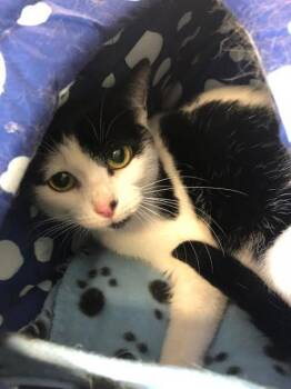 Rescue Domestic Short Hair Cats for Adoption - Ruby Tuesday | PetCurious