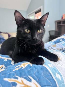 Naz -  Domestic Short Hair Cat for Adoption in Hull, Massachusetts - Naz | PetCurious