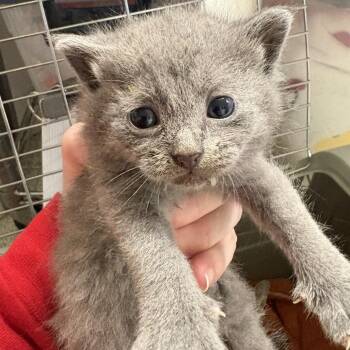 Homebrew -  Domestic Short Hair Cat for Adoption in Mt. Juliet, Tennessee - Homebrew | PetCurious