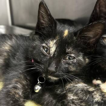 Noreen -  Domestic Short Hair Cat for Adoption in Murray, Utah - Noreen | PetCurious