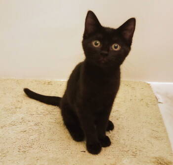 Rescue Domestic Short Hair Cats for Adoption in Greenville, South Carolina - Petite Panther HD | PetCurious