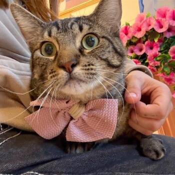 Tabby and Domestic Short Hair Cats Available for Adoption - Andromeda Constellation | PetCurious