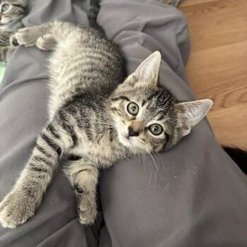 Elmo -  Domestic Short Hair Cat for Adoption in Chicago, Illinois - Elmo | PetCurious