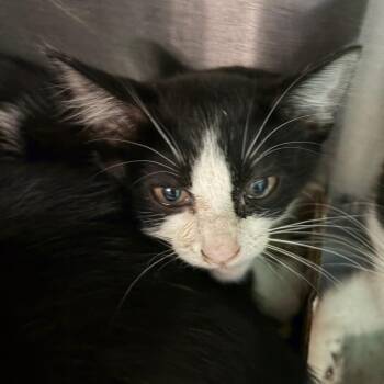 Lettuce -  Domestic Short Hair Cat for Adoption in Lake Jackson, Texas - Lettuce | PetCurious