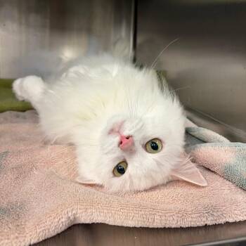 Houdini -  Domestic Short Hair Cat for Adoption in Pittsburgh, Pennsylvania - Houdini | PetCurious