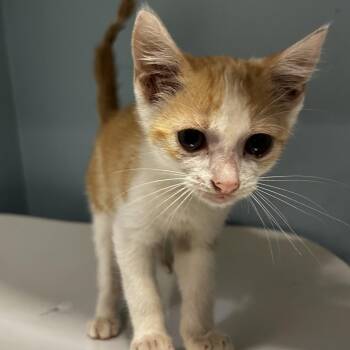 Snufkin -  Domestic Short Hair Cat for Adoption in Chattanooga, Tennessee - Snufkin | PetCurious