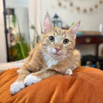 Domestic Short Hair and Tabby Cats Available for Adoption - Socks Taylor | PetCurious